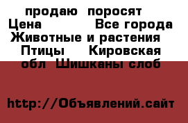 продаю  поросят  › Цена ­ 1 000 - Все города Животные и растения » Птицы   . Кировская обл.,Шишканы слоб.